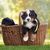 Hund, Säugetier, Wirbeltier, Canidae, Hunderasse, Fleischfresser, Begleithund, Berner Sennenhund, Welpe, Sportgruppe, zwei Berner Sennenhund Welpen im Korb, Picknick