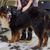 Hund, Säugetier, Wirbeltier, Hunderasse, Canidae, Fleischfresser, Sportgruppe, Begleithund, Seltene Rasse (Hund), Fell, Berner Sennenhund wird das Fell von einer Frau geschoren, Hundehaare liegen am Boden, Hundefriseur