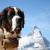 Hund, Säugetier, Wirbeltier, Hunderasse, Canidae, St. bernard, fleischfresser, riesenhunderasse, schnauze, Bernhardiner auf Gletscher mit Fass um den Hals mit Bergspitze im Hintergrund