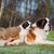 Hund, Säugetier, Wirbeltier, Hunderasse, Canidae, St. Bernard, Fleischfresser, Begleithund, Bernhardiner Welpe mit Mutter auf Feld vor Wald