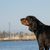Black and Tan Coonhound, Jäger Hund, Jagdhund, schwarz braune Hunderasse aus Amerika, amerikanischer Hund mit langen Schlappohren, Hund ähnlich Bracke, große Hunderasse, Waschbärjagdhund