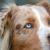 Australian Shepherd Hund mit blauen Augen, großer braun weißer Hund mit Dreieckohren, Schäferhund aus Australien