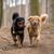 Hund, Säugetier, Wirbeltier, Hunderasse, Canidae, Fleischfresser, Rasse ähnlich Nova Scotia Ente Maut Retriever, Sporting Group, schwarzer Hovawart und weißer Hovawart mit Maulkorb, Rasse ähnlich baskischer Schäferhund,