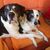 Hund,Säugetier,Fleischfresser,Kitz,Begleithund,Hunderasse,Arbeitstier,Komfort,Couch,Halsband,