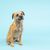 Boder Terrier sitzt auf einem blauen Hintergrund, Hund mit Kippohren und Rauhaar, kleiner brauner Hund