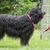 Bouvier des Flandres Seitenprofil, schwarzer Hund mit welligem Fell, langes Fell