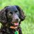 brauner Boykin Spaniel mit welligen Ohren, Hund mit welligem Haar