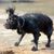Boykin Spaniel schüttelt sich nach baden, schwimmender Hund, Hund der gerne schwimmt, schwarzer kleiner Hund
