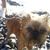 brauner Affenpinscher im Schnee, kleine Hunderasse, deutsche Hunde