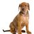 kleiner brauner Hund der deutscher Pinscher ist und noch keine Stehohren hat, Pinscher Welpe