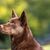 Brauner Kelpie, schokoladenfarbener Hund, Hund mit Stehohren, Hund aus Australien, australische Hunderasse zum Hüten von Schafen, Schäferhund