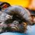 Griffon Bruxellois Welpe, Brüsseler Griffon Welpe schwarz, kleiner Stadthund, Hund geeignet für Senioren, kleiner süßer Hund