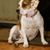 Buggle ist ein hybrider Mix Hund der auch Beabull genannt wird und besteht aus Beagle und Bulldog, englisch Bulldog Mix, Beaglemischling, Mischling, Designerdog
