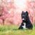 Hund, Säugetier, Wirbeltier, Canidae, Hunderasse, Fleischfresser, Cane Corso mit kupierten Ohren, Wachhund, Schnauze, Gras, großer schwarzer Kampfhund mit abgeschnittenen Ohren