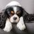 Hund, Säugetier, Wirbeltier, Hunderasse, Canidae, König Charles Spaniel, gelangweilter Cavalier König Charles Spaniel, Fleischfresser, Welpe, kleiner Begleithund,