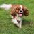 Hund, Säugetier, Wirbeltier, Hunderasse, Canidae, König Charles Spaniel, braun weißer Cavalier König Charles Spaniel, Fleischfresser, Begleithund, Ähnlich Cocker Spaniel,