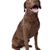 Schokobrauner Hund, großer Retriever, Chesapeake Bay Retriever Ganzkörper Foto, großer brauner Hund