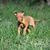 Cirneco dell etna Welpe auf Wiese, sizilianische Hunderasse, Jagdhunderasse Welpe, braun roter Hund mit Stehohren aus Italien