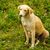 Hund, Säugetier, Wirbeltier, Canidae, Hunderasse, Fleischfresser, Sporting Group, hellbrauner Combai sitzt auf Blumenwiese