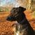 Cursinu, Französische Hunderasse, gestromte Hunderasse, Hund mit tiger Farbe und weißem Zeichen, Hütehund aus Korsika, Hunderasse aus Frankreich, Hund sitzt auf einer Bank im Herbst