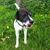 Pflanze, Hund, Blume, Fleischfresser, Hunderasse, Halsband, Gras, Begleithund, Kitz, Wiese,