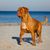 Hund, Säugetier, Wirbeltier, Canidae, Hunderasse, Fleischfresser, Dogue de Bordeaux, Wachhund, Dogue de Bordeaux steht am Strand vor Meer