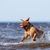 Hund, Canidae, Hunderasse, Springen, Fleischfresser, Sportgruppe, Dogue de Bordeaux, Meer, Welle, brauner Dogue de Bordeaux spielt im Meer