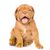 Hund, Säugetier, Wirbeltier, Hunderasse, Canidae, Bordeaux-Hund, Fleischfresser, Welpe, Arbeitshund, hellbraune Dogue de Bordeaux  Welpe sitzt vor weißem Hintergrund