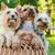 Hund, Säugetier, Wirbeltier, Hunderasse, Canidae, drei Yorkshire-Terrier, Terrier, Fleischfresser, Begleithund, kleiner brauner Hund mit Stehohren und langem Fell