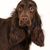 Hund, Säugetier, Wirbeltier, Canidae, Hunderasse, Spaniel, dunkelbrauner Field Spaniel vor weißem Hintergrund