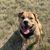 Hund,Fleischfresser,Hunderasse,Kitz,Begleithund,Halsband,Gras,Schnauze,Sportliche Gruppe,Grasland,