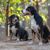 Entlebucher Sennenhund, Schweizer Sennenhunde im Wald, mittelgroße Hunderasse
