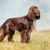 Field Spaniel auf einer Wiese, mittelgroße HUnderasse, brauner Hund aus Großbritannien, englische Hunderasse, britische Hunderasse, Hund ähnlich Cocker Spaniel