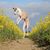 Galgo Espanol, spanischer Hund, Windhund aus Spanien, braun weißer Windhund, große Hunderasse, schnelle Hunderasse, spanischer Windhund springt auf einem Feld von Blumen in die Luft