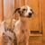 Galgo Espanol Welpe, kleiner spanischer Windhund gestromt, gestromter Hund aus Spanien, Rennhund, Hunderasse aus Spanien mit Tiger Muster