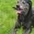 Hund,Hunderasse,Fleischfresser,Pflanze,Schnurrhaare,Gras,Begleithund,Halsband,Arbeitstier,Schnauze,