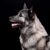 Hund, Säugetier, Wirbeltier, Canidae, Hunderasse, xtgrau schwarzer norwegischer Elchhund vor schwarzem Hintergrund, Fleischfresser, Schnauze