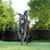 grauer Blue Lacy Hund, Hund der ähnlich wie Weimaraner aussieht, Jagdhund, Schutzhund, Amerikanische Hunderasse