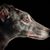 Greyhound Hunderasse grau weiß im Profil, Hund der schlank ist, mittelgroße Hunderasse, große Hunderasse, Kippohren, Hund der wenig haart, kurzes Fell, Windhund
