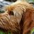 Griffon Fauve de Bretagne Hunderasse, französische Hunderasse, Hund aus Frankreich, rauhaariges Fell, Drahthaar, Jagdhund, Familienhund, roter Hund