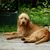 Griffon Fauve de Bretagne Hunderasse, französische Hunderasse, Hund aus Frankreich, rauhaariges Fell, Drahthaar, Jagdhund, Familienhund, roter Hund Junghund