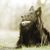 Groenendael liegt auf einer Wiese, belgischer Schäferhund