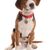 Hamiltonstövare Welpe, Hamilton Hund sitzt auf einem weißen Untergrund, männlicher Welpe, Hund ähnlich Beagle, dreifärbiger Hund, Jagdhund, hund aus Schweden, schwedische Rasse, Hund mit Schlappohren