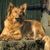 Harzer Fuchs liegt in der Sonne, Hund der braun ist und Stehohren hat, Hund ähnlich Rassehund, nicht anerkannte Hunderasse, alte Rasse, Fuchs ähnlicher Hund