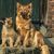 Säugetier, Hund, Wirbeltier, Canidae, Hunderasse, Fleischfresser, Harzer Fuchs mit Welpe sitzt auf Treppe vor Tür