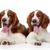 zwei junge Springer Spaniel im außergewöhnlichen hellbraun mit weiß strecken die Zunge heraus und gähnen, mittelgroße Hunderasse, Jagdhund