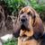Hund, Säugetier, Wirbeltier, Hunderasse, Canidae, Fleischfresser, Bluthund, Schnauze, Hund, hellbrauner Bloodhound vor Pflanzen