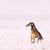 Chrotaj Rassebeschreibung, kurzhaariger Windhund, Riesenhunderasse, Windhunderasse aus Russland, russische Hunderasse, Chortaja Borzaja, Hortaya Borzaya, Hort, Horty, brauner Hund mit Kippohren im Schnee