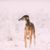 Chrotaj Rassebeschreibung, kurzhaariger Windhund, Riesenhunderasse, Windhunderasse aus Russland, russische Hunderasse, Chortaja Borzaja, Hortaya Borzaya, Hort, Horty, brauner Hund mit Kippohren im Schnee