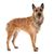 Hund, Säugetier, Wirbeltier, Hunderasse, Canidae, Fleischfresser, Arbeitshund, Seltene Rasse (Hund), hellbrauner Hund mit struppigen Fell vor weißem Hintergrund